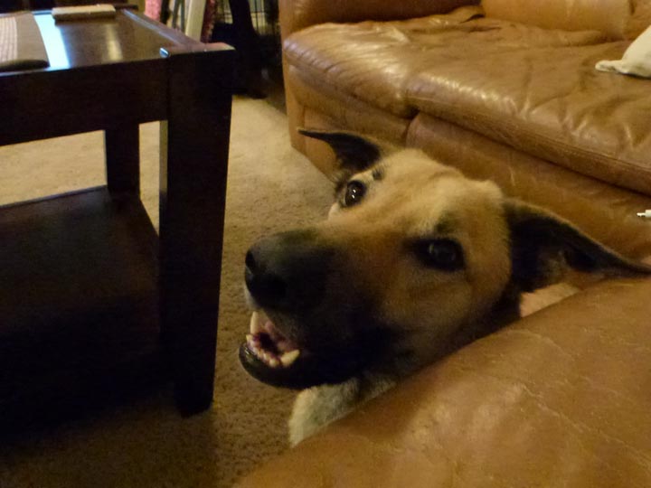 chinook dog